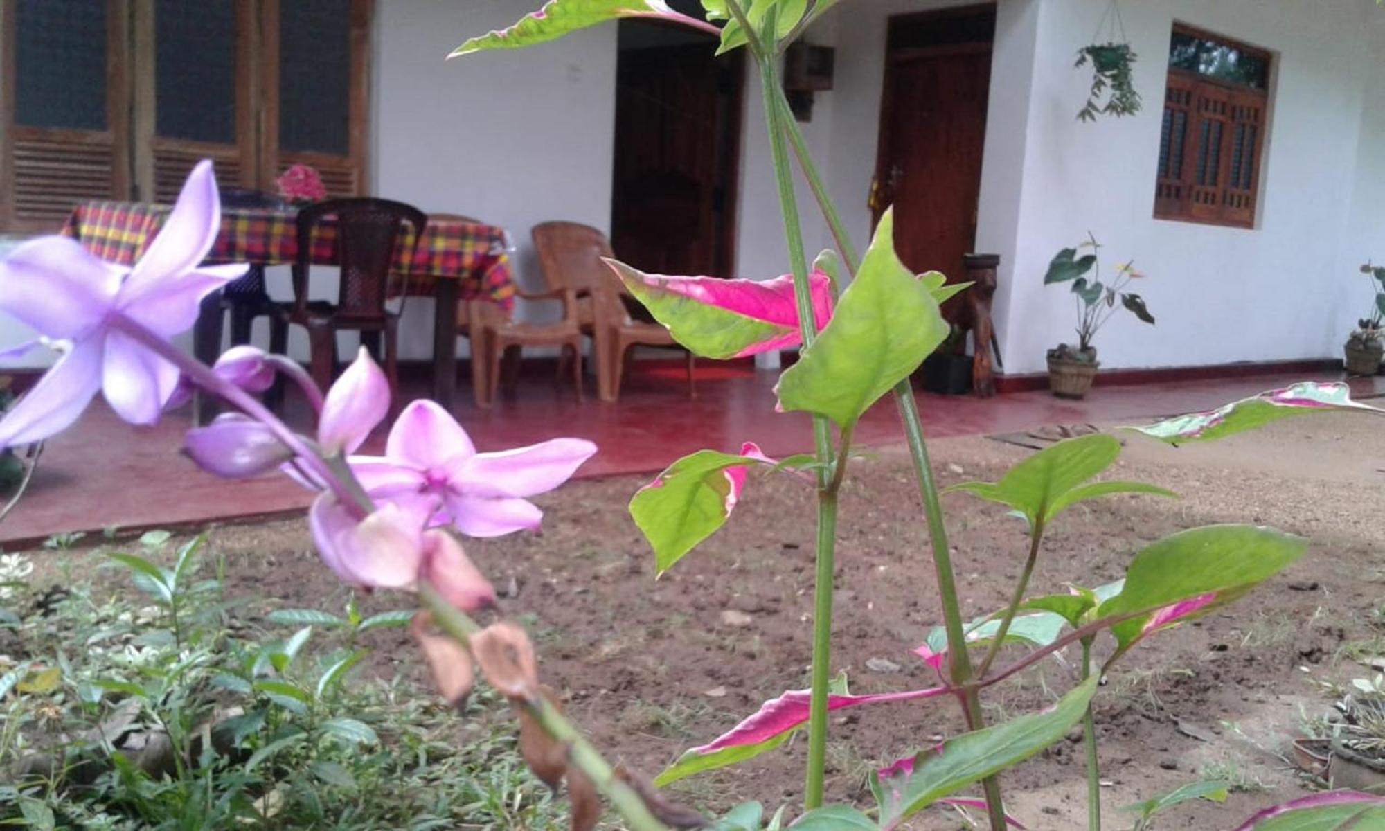 Winstar Homestay Σιγκιρίγια Εξωτερικό φωτογραφία