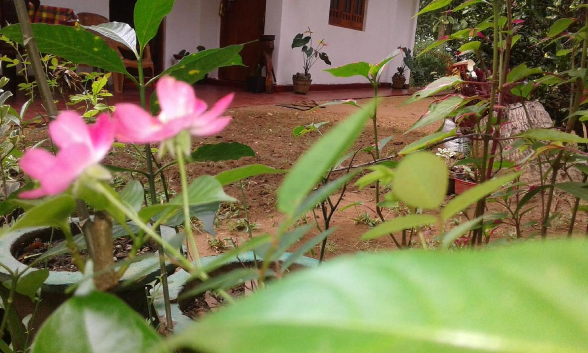 Winstar Homestay Σιγκιρίγια Εξωτερικό φωτογραφία