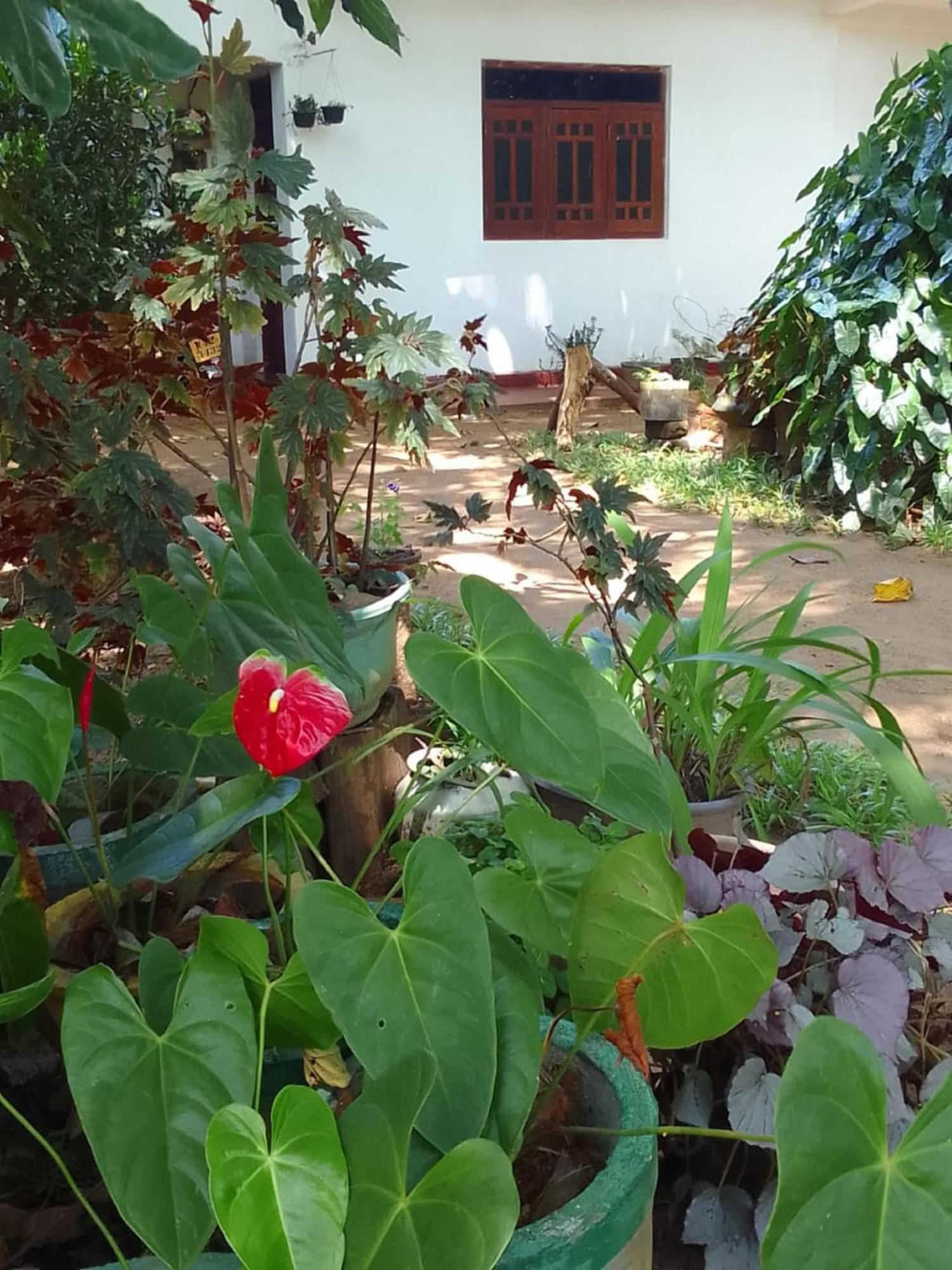 Winstar Homestay Σιγκιρίγια Εξωτερικό φωτογραφία